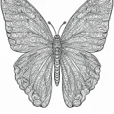 蝶の模様画（大人向け）