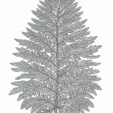 シダの植物画（大人向け）