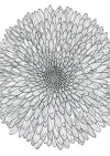 菊の植物画
