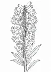 竜胆の植物画