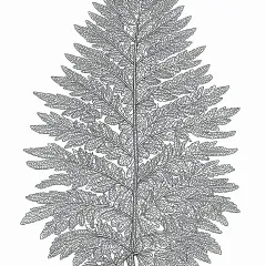 シダの植物画（大人向け）