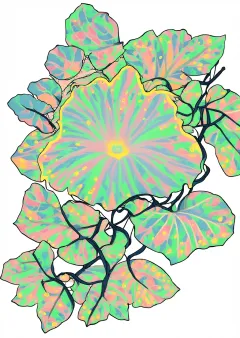 朝顔の植物画（大人向け）（見本）
